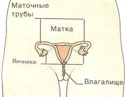 Репродуктивная система девочек