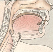 Заболевания полости рта, языка и горла