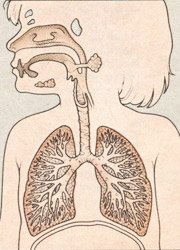Заболевания системы дыхания