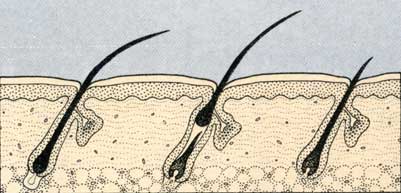 Цикл роста волоса