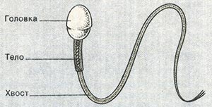 Строение сперматозоида