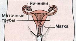 Гистеросальпингоэктомия