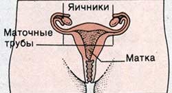 Гистеросальпингоовариэктомия